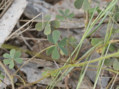 Oxalis radicosa