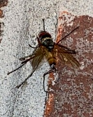 Cholomyia inaequipes