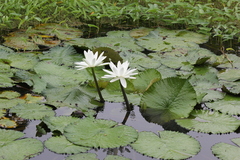 Nymphaea