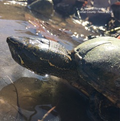 Sternotherus odoratus