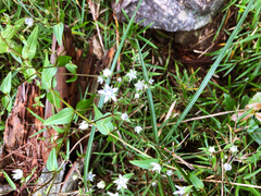 Swertia macrosperma