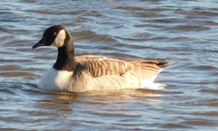 Branta canadensis parvipes