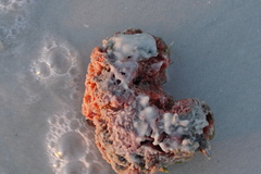Clathria prolifera