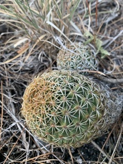 Coryphantha erecta
