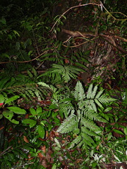 Pteris altissima