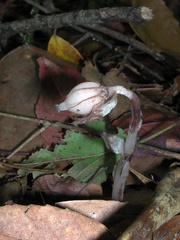 Monotropastrum humile