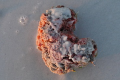 Clathria prolifera
