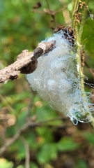 Phylloplecta tripunctata