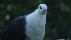 Columba leucomela