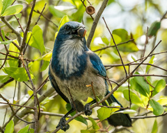 Aphelocoma coerulescens