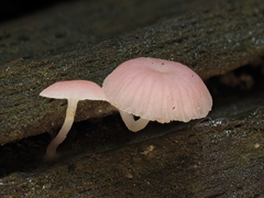 Mycena roseilignicola