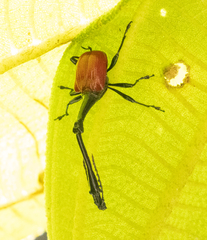 Trachelophorus giraffa