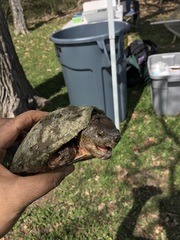 Sternotherus carinatus