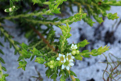 Diosma oppositifolia