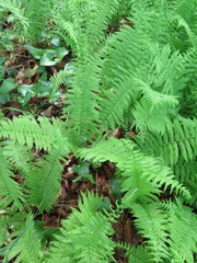 Coryphopteris nipponica