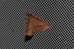 Epidesmia chilonaria