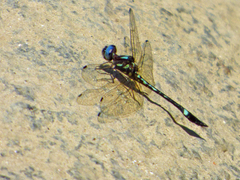 Macrothemis pseudimitans