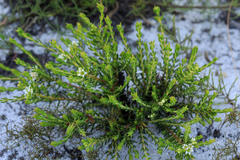 Diosma oppositifolia