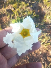Mandevilla petraea