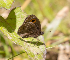 Satyrinae