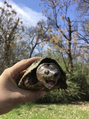 Sternotherus carinatus