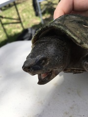 Sternotherus carinatus