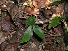 Goodyera foliosa