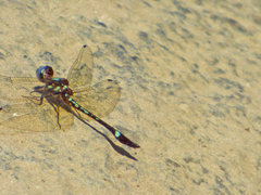 Macrothemis pseudimitans