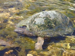 Sternotherus carinatus