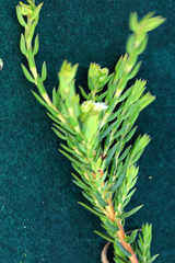 Diosma oppositifolia