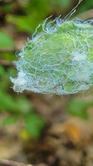 Phylloplecta tripunctata