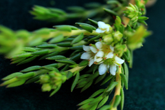 Diosma oppositifolia