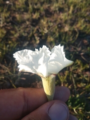 Mandevilla petraea