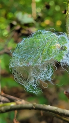 Phylloplecta tripunctata