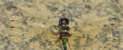 Macrothemis pseudimitans
