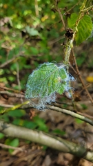 Phylloplecta tripunctata