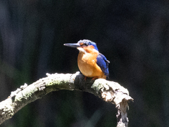 Corythornis vintsioides