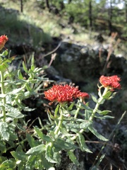 Rhodiola