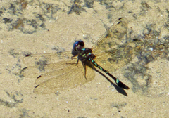 Macrothemis pseudimitans
