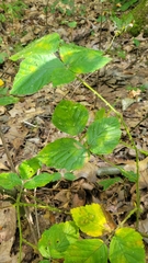 Phylloplecta tripunctata