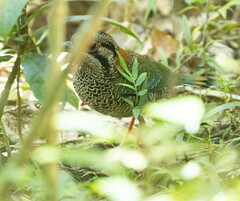 Geobiastes squamiger