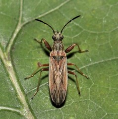 Paromius longulus