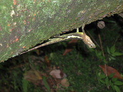 Diploderma polygonatum xanthostomum