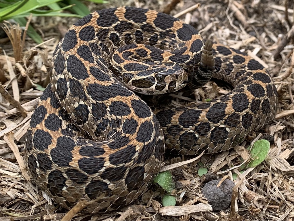 Mexican Lancehead Rattlesnake in June 2021 by Tyler C Hake · iNaturalist