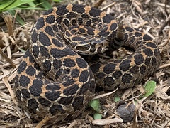 Crotalus polystictus
