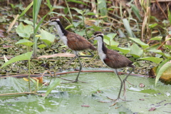Jacana jacana