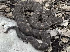 Mixcoatlus melanurus