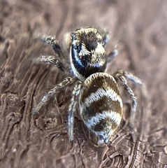 Salticus propinquus