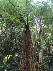 Cyathea smithii