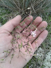 Silene nicaeensis